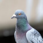 太陽光発電で発生しがちな鳥害・糞害の対策を紹介